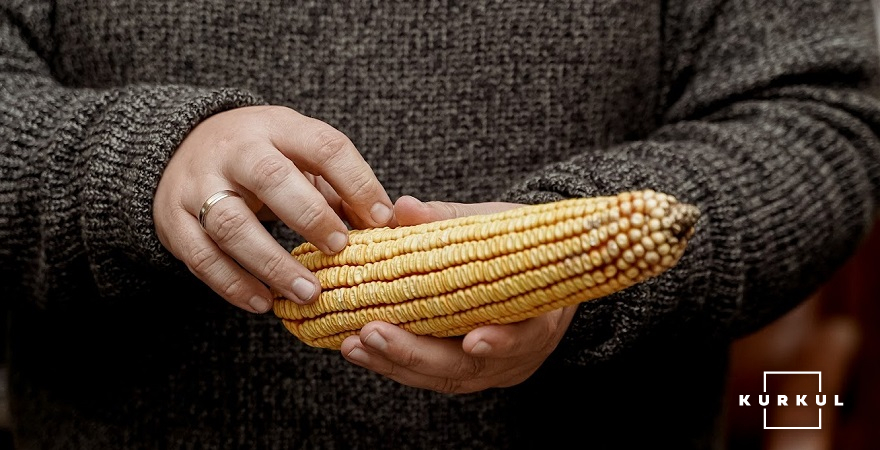 Гібрид кукурудзи Даніїл «Науково-виробничої агрокорпорації Степова»